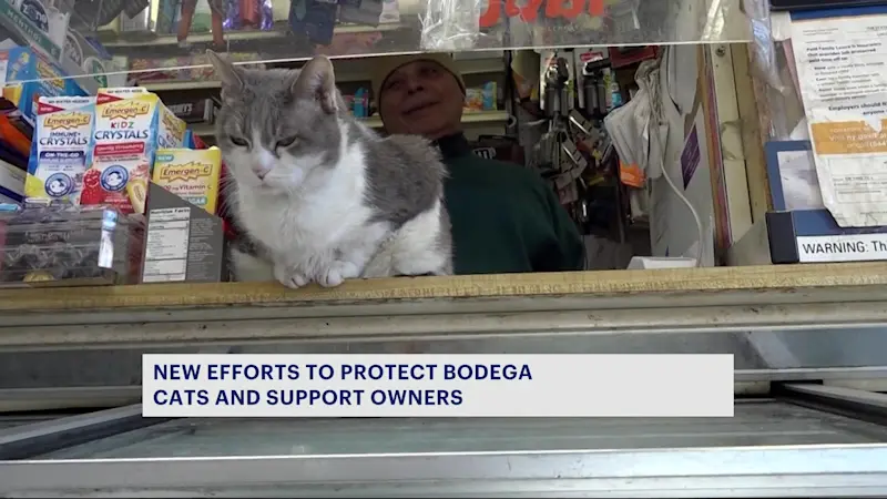 Story image: Bodega Cats of New York founder pushes petition to protect feline friends, owners