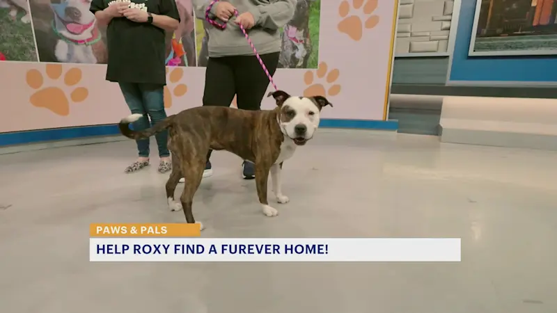 Story image: Roxy is a happy pup looking for her 'furever' home
