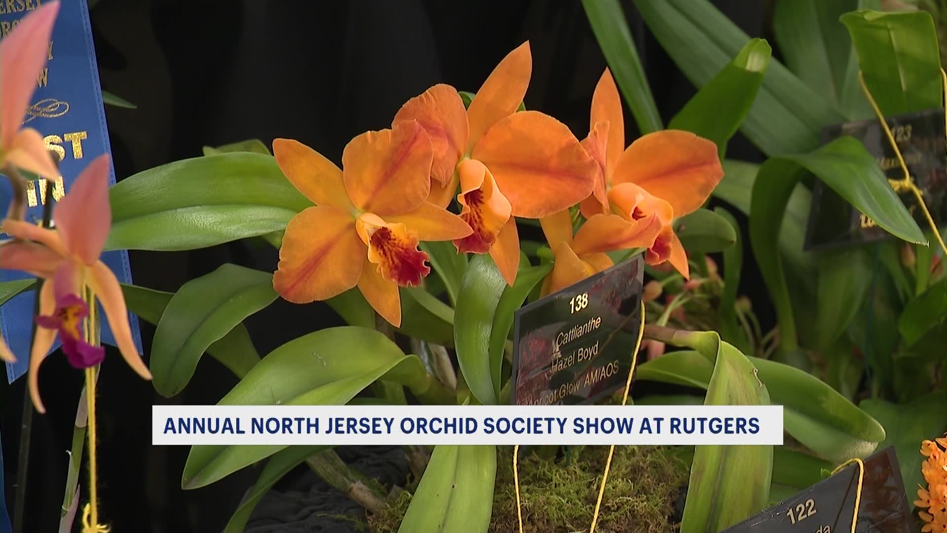 North Jersey Orchid Society holds annual Orchid Show in New Brunswick