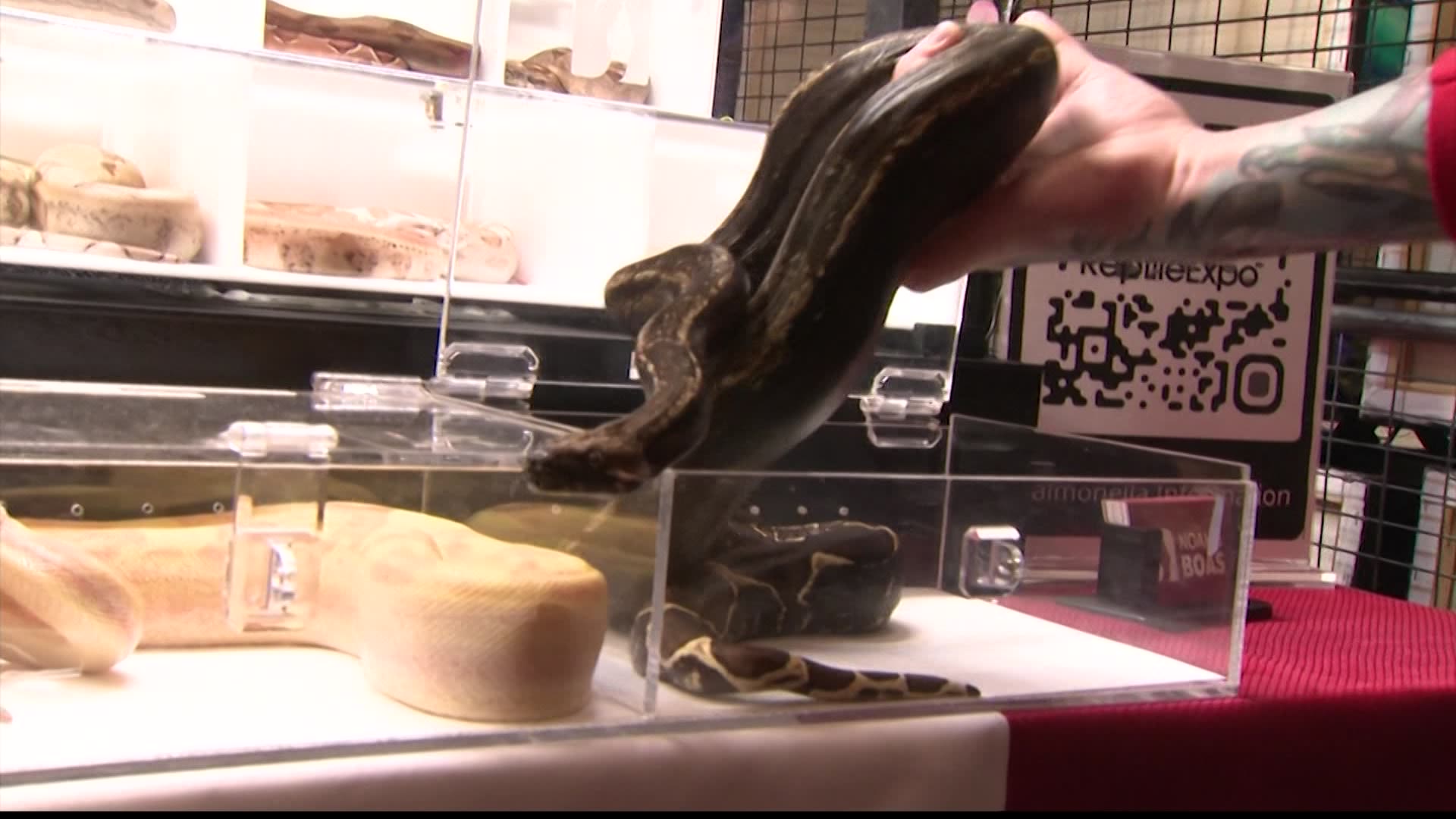 Reptile Expo returns to Westchester County Center since pandemic