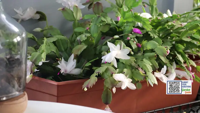 Story image: Garden Guide: What is a Christmas cactus?