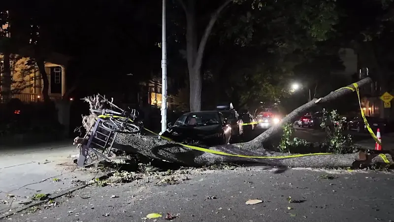 Story image: Tree falls on cyclist in Clinton Hill during early trick-or-treating hours