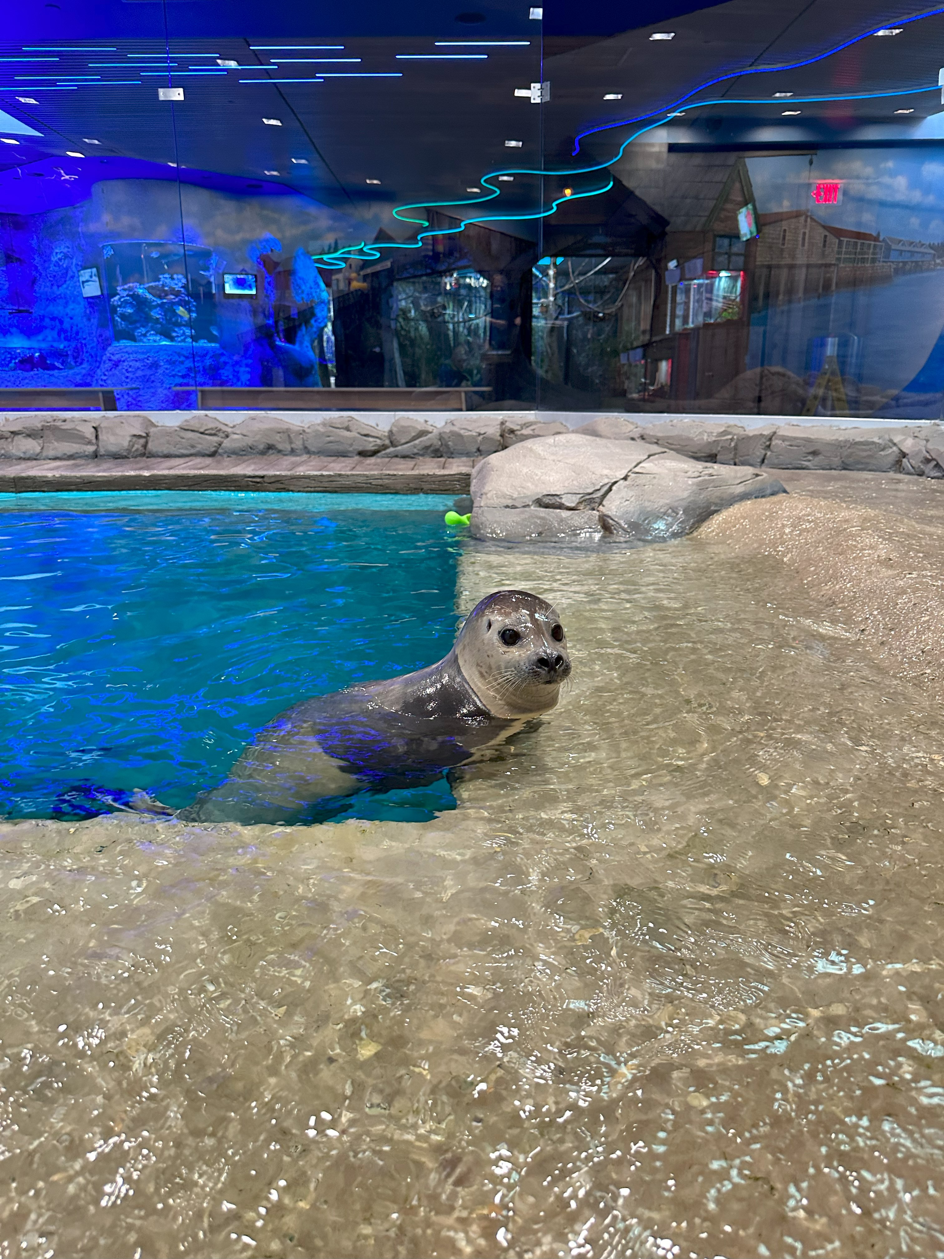 Turbo Jenkinsons Aquarium.jpg