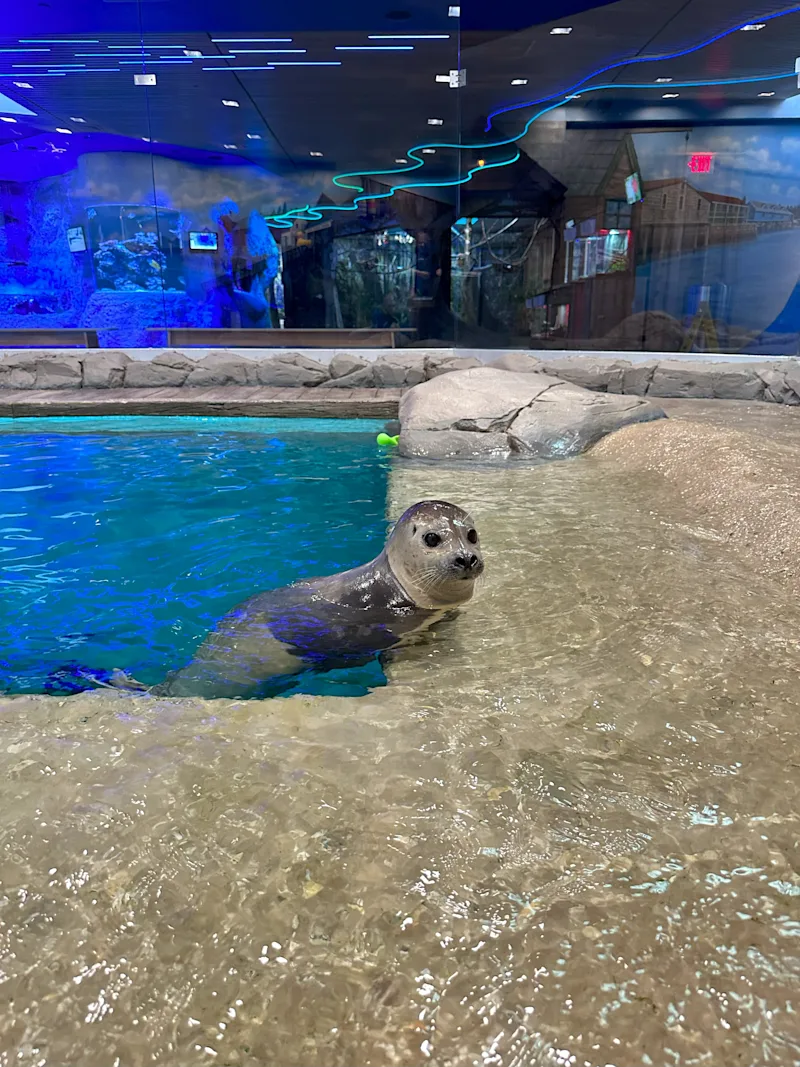 Turbo Jenkinsons Aquarium.jpg