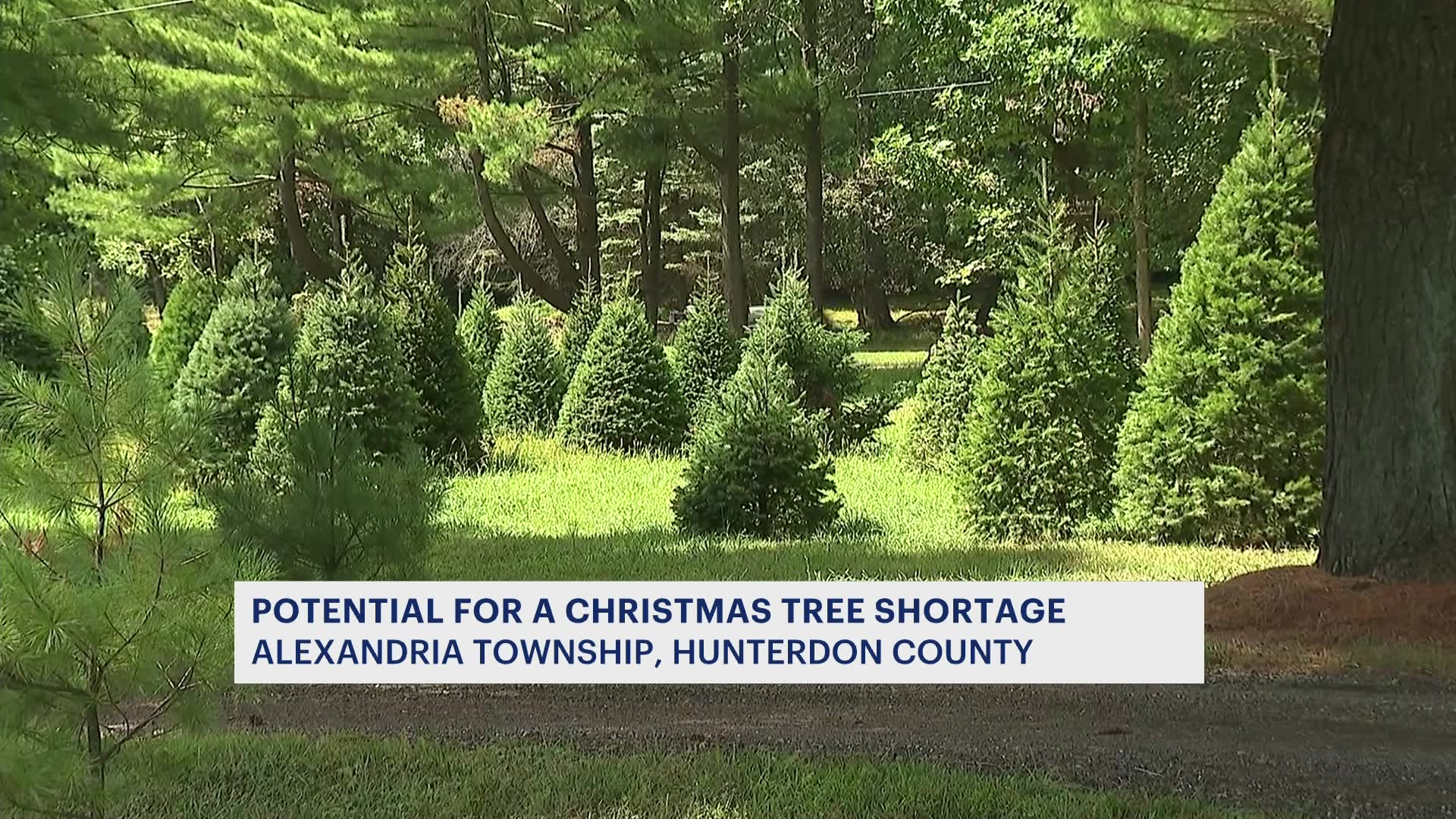 Drought, increased demand expected to impact Christmas tree supply this