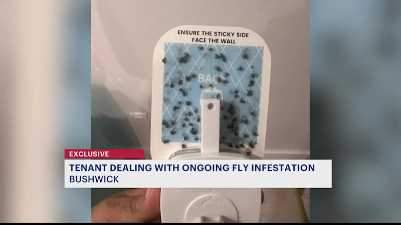 Story image: Bushwick woman deals with swarm of flies in apartment for a year
