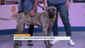Paws & Pals: Luke, 2-year-old mastiff mix, is looking for his forever home