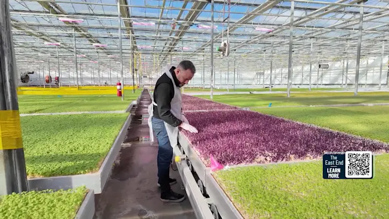 Story image: The East End: Flavour Fields Microgreens