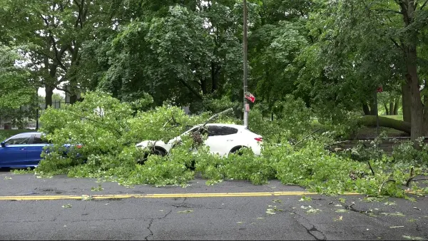 Large tree falls on 2 parked cars on Metcalf Avenue; no injuries