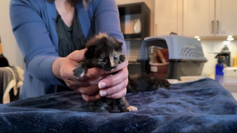 Story image: Nonprofit: Kittens found double-bagged, dumped in Sunset Park garbage bin