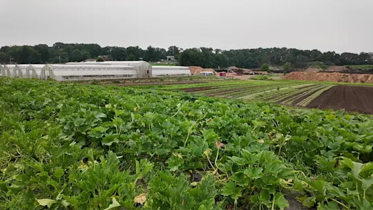 HomegrownLettuceAlternativeSotVo5p_2026-07-16-17-59-45