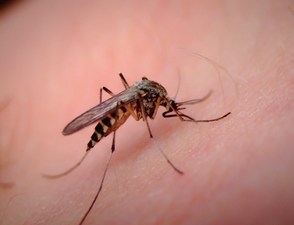 Story image:  West Nile virus cases continue to increase; infected mosquitoes discovered throughout the tri-state