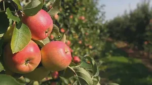 Guide: Where to go apple picking in the Hudson Valley