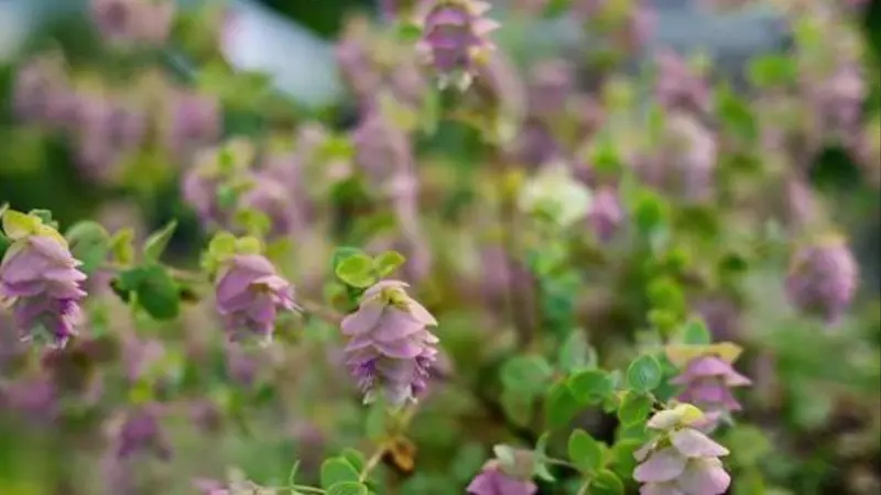 Story image: Garden Guide: Simple design tips to make your garden your own 