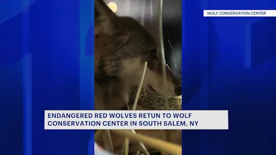 wolves1014_2026-10-14-22-08-43