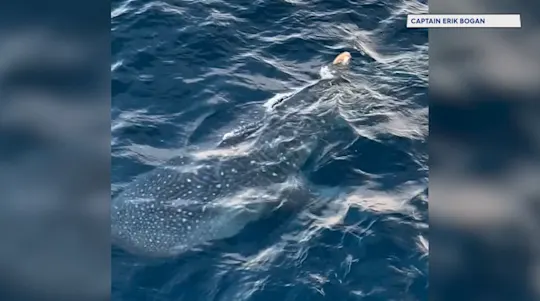 whaleshark