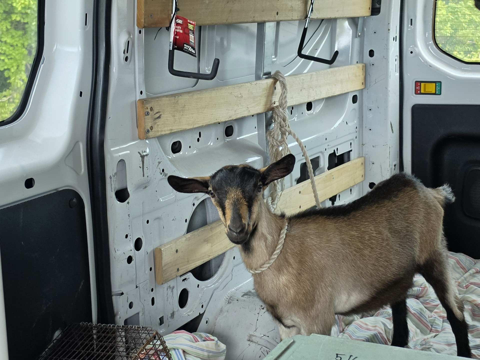 GOAT