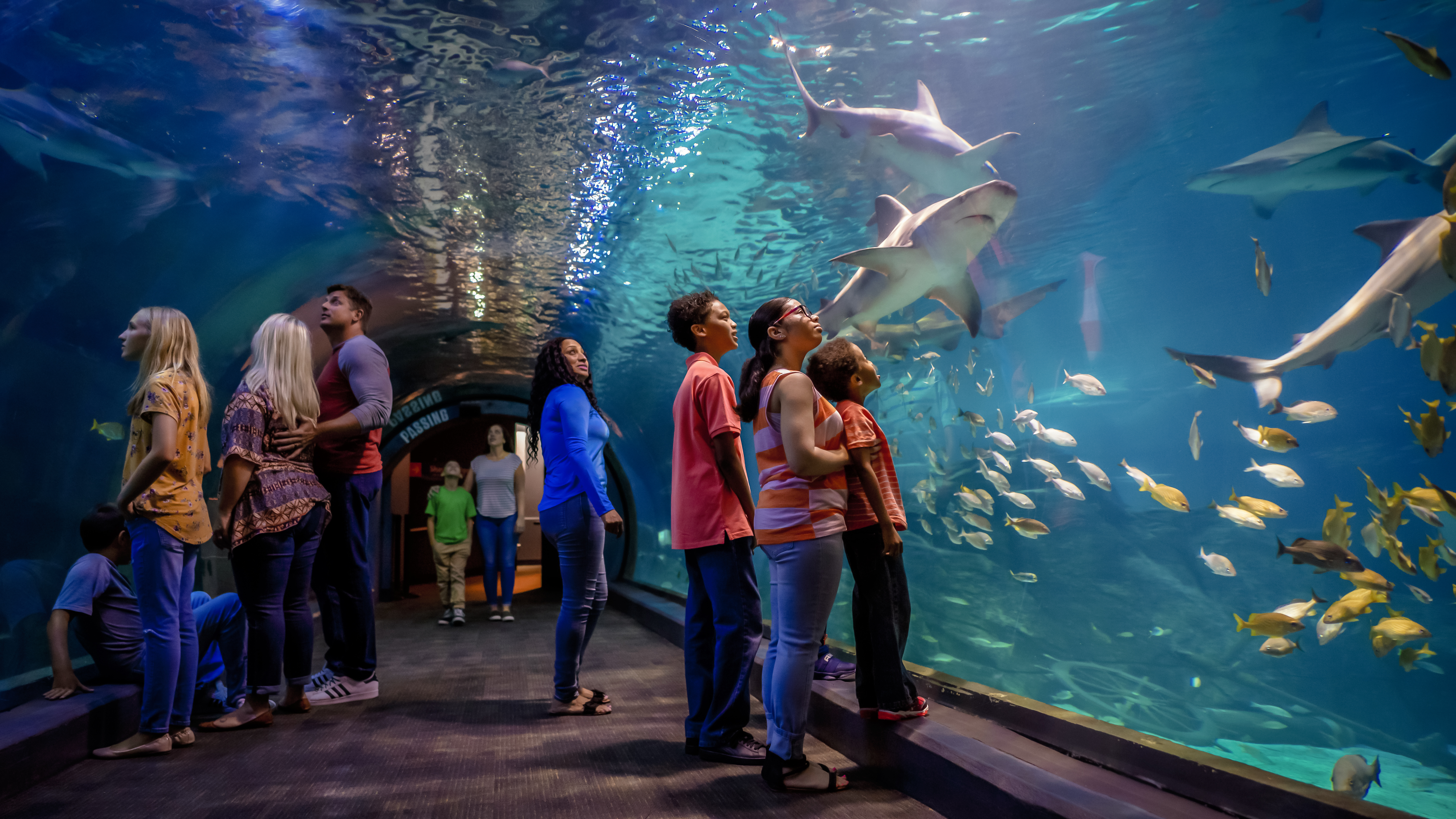 AdventureAquarium(Credit_ Jeff Fusco).jpg