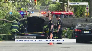 Large tree falls onto car in Belleville