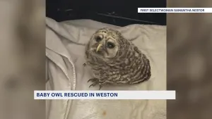First selectwoman of Weston thanked an animal rescue group for helping save a baby owl