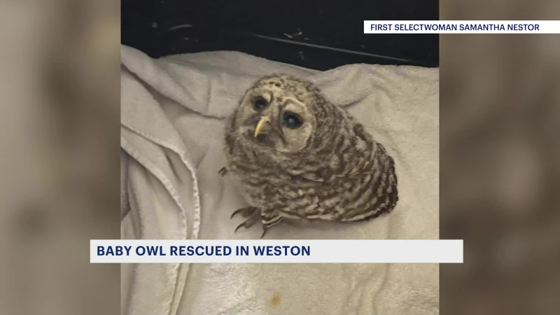 Story image: First selectwoman of Weston thanked an animal rescue group for helping save a baby owl