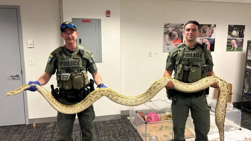 Story image: Snake confiscated from man flaunting Burmese python to Coney Island crowd