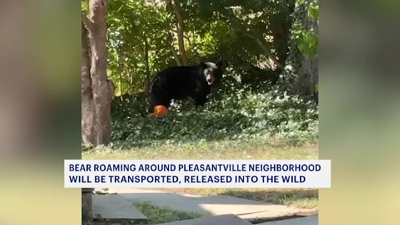 Story image: Bear spotted in Pleasantville tranquilized and secured