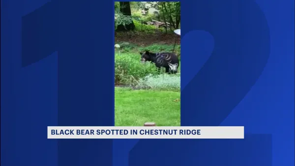 Bear sightings increase across the Hudson Valley