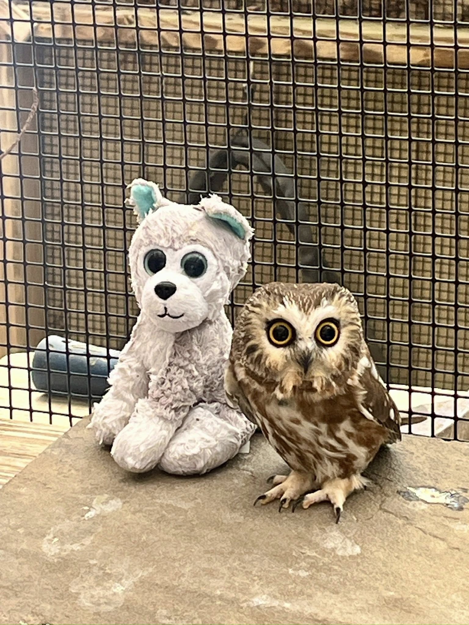 owl 1.jpg