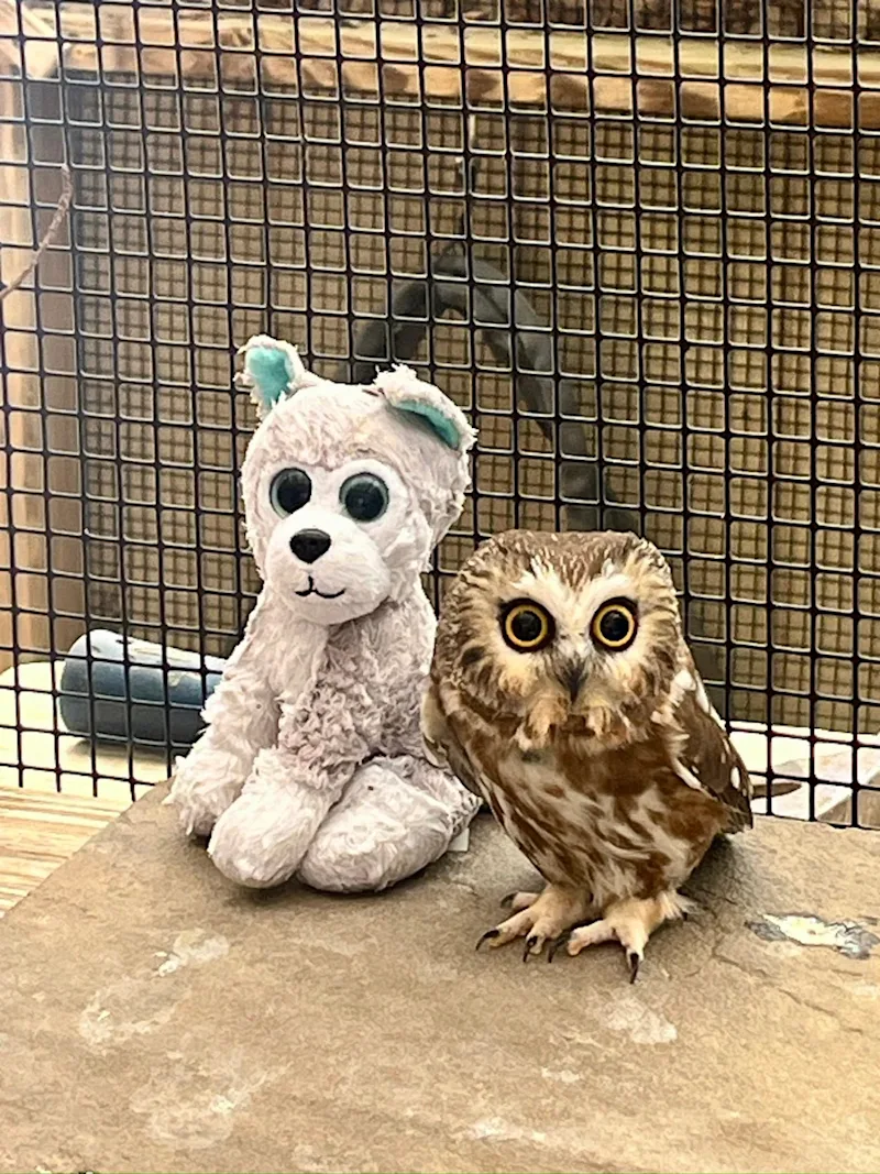 owl 1.jpg