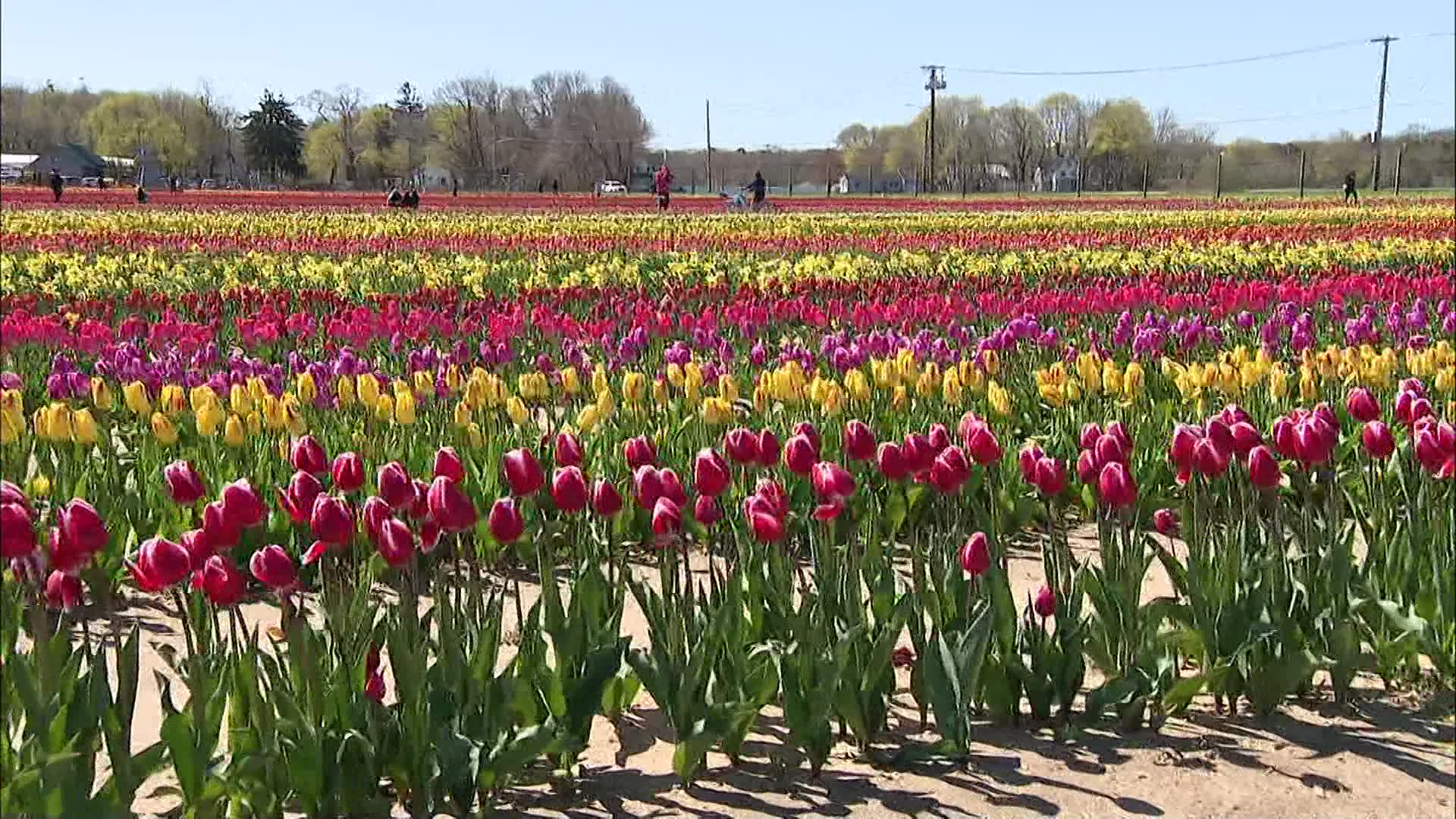 Take a trip to a field of flowers that is breathtakingly beautiful
