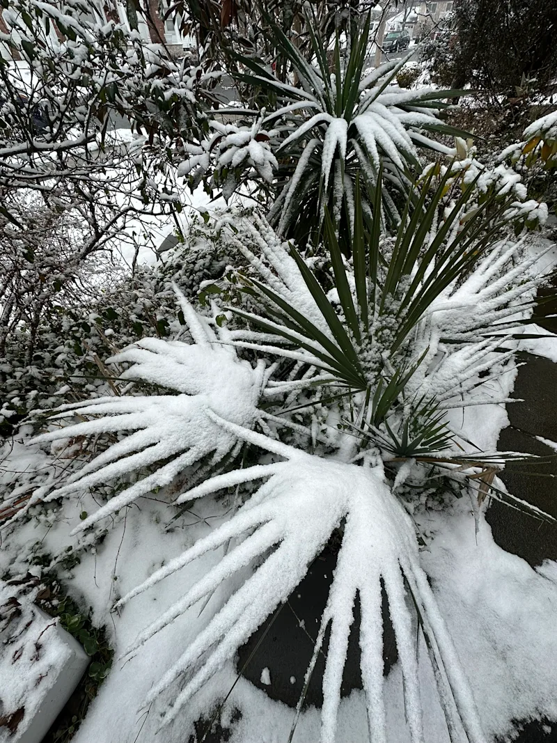 Sabal minor in snow.JPEG
