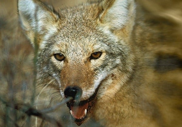 Article 46741 Thumbnail