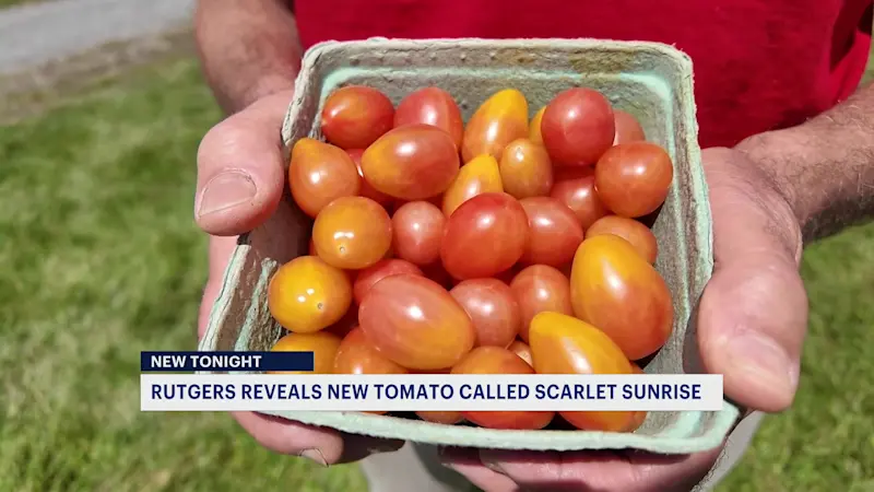 Story image: Rutgers unveils new Scarlet Sunrise sweet tomato