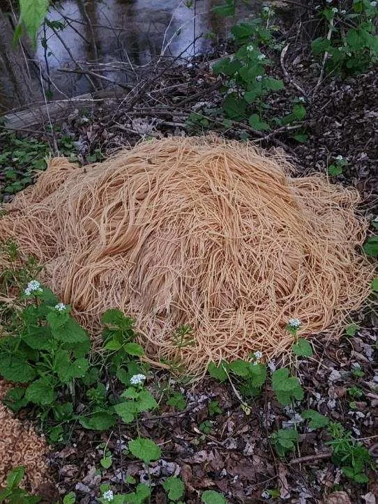 PASTA4.JPG