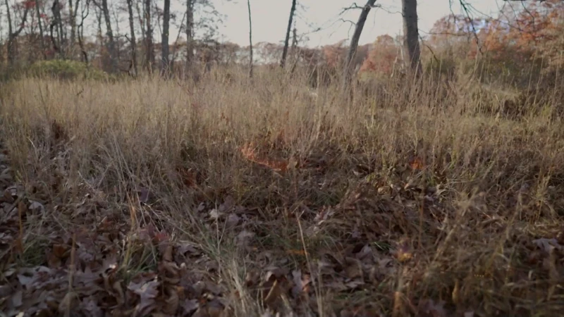 Story image: Concern for brushfires on LI grows as recent rain remains rare 