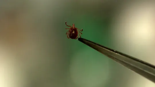 tick