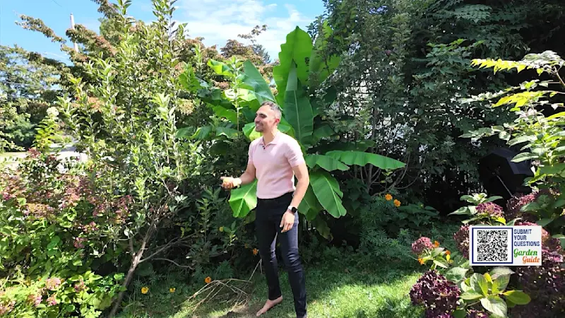 Story image: Garden Guide: Can you grow fruit trees from seed?