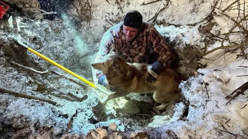 Story image: Follow the paw prints: Aria the Husky freed from underground pipe in large digging operation