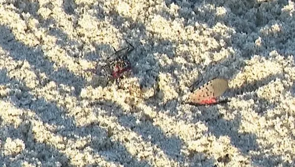 Thousands of spotted lanternflies seen Tuesday at the Jersey Shore
