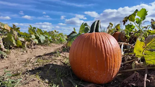 li5pmboljennaraeweatherorchard_2026-09-19-18-22-36