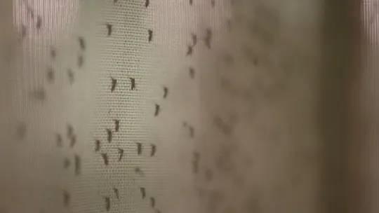 LImosquitosamplesKK_2026-09-20-06-23-38