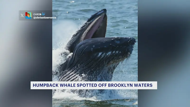 Story image: Humpback whale spotted in Brooklyn waters
