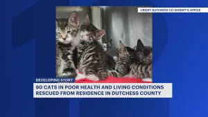 Dutchess County Sheriff's Office rescues 90 cats living in disarray
