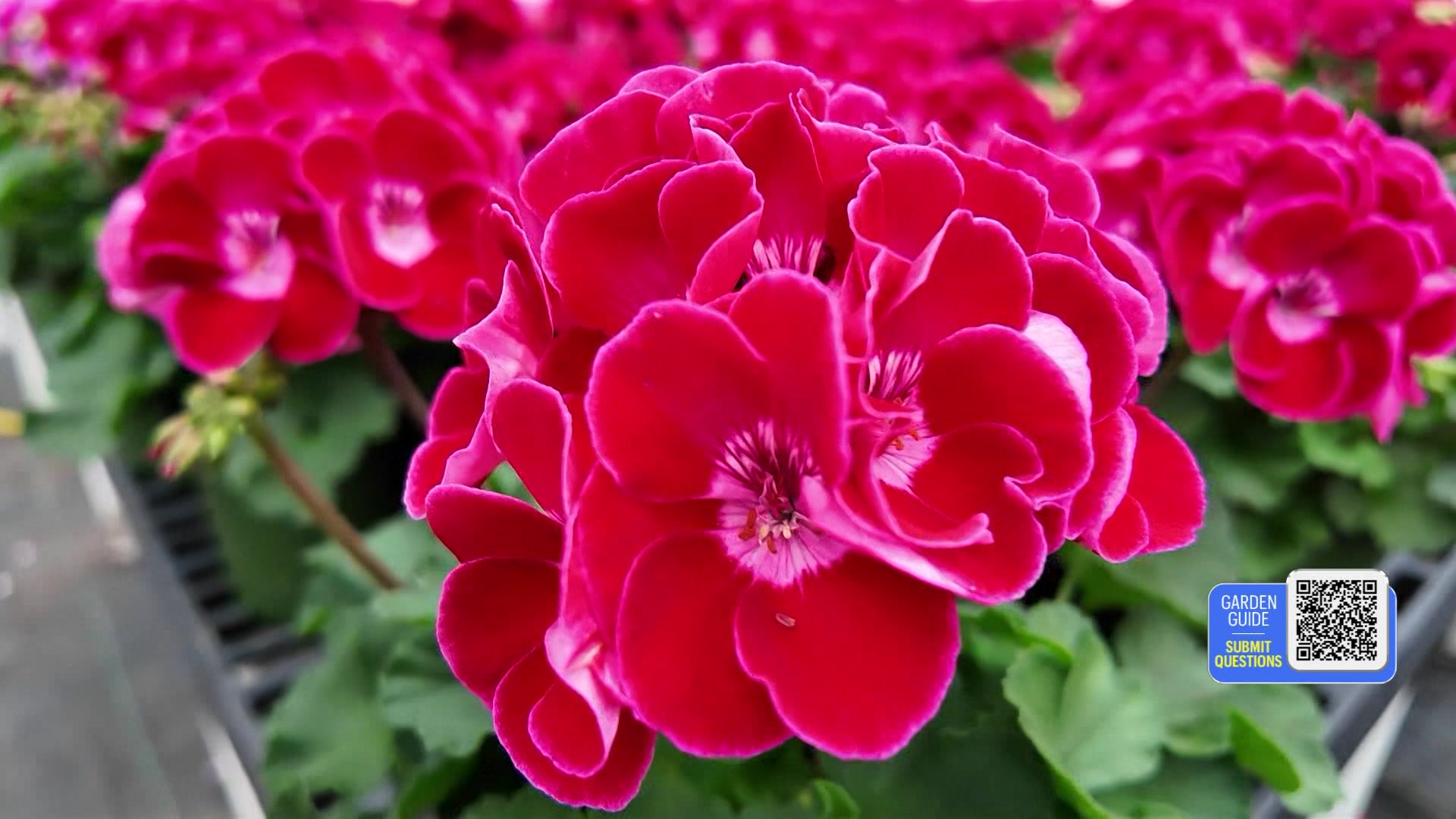 513gardenguide_2026-05-13-05-52-37