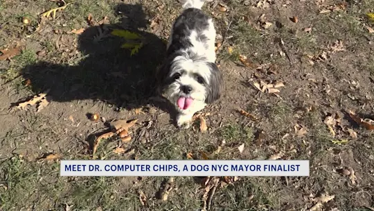 DOGMAYORNYCAV_2026-10-30-20-32-30