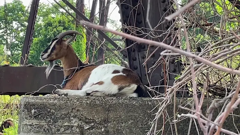 Story image: Goats in Poughkeepsie take on poison ivy - and win