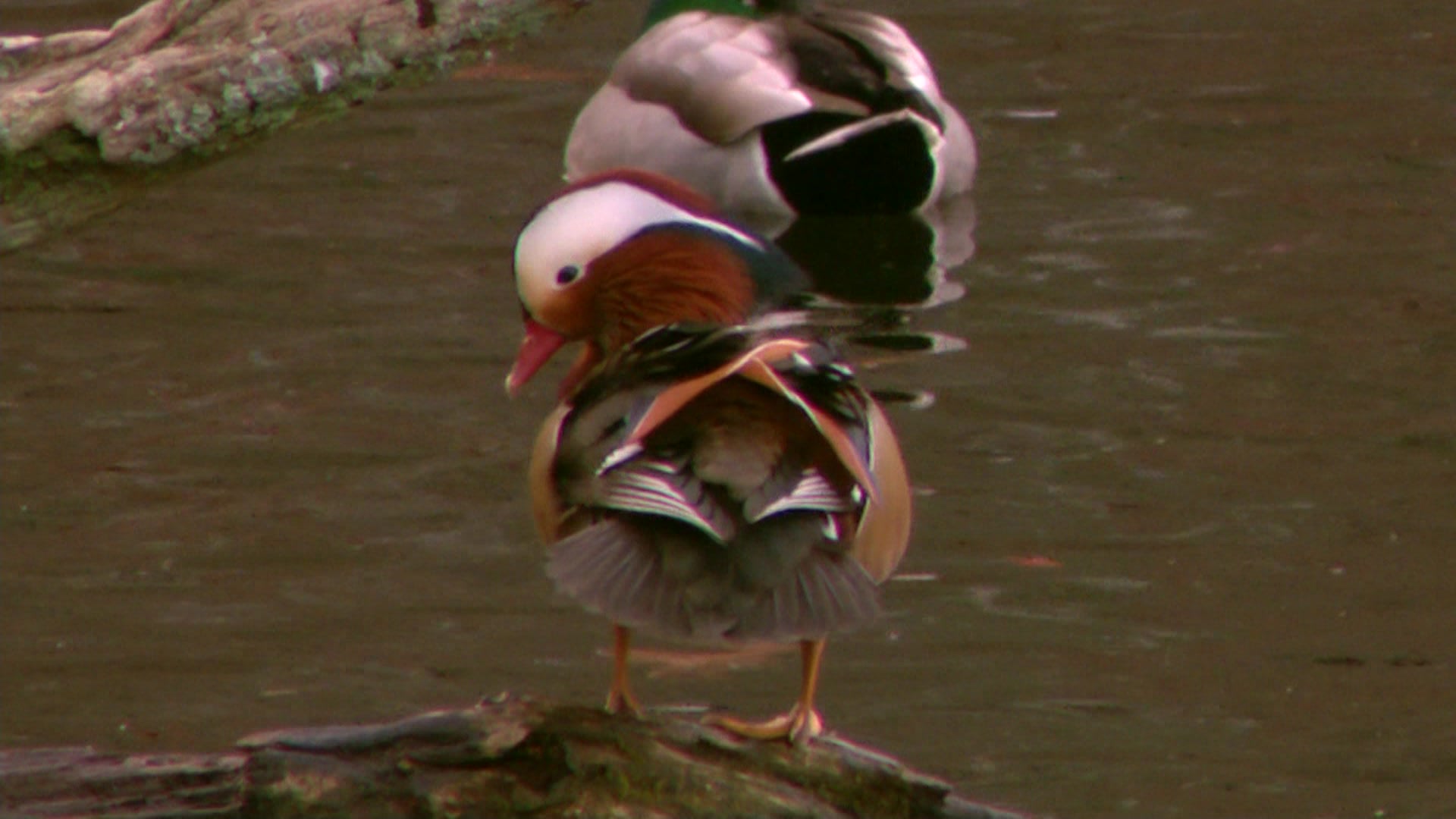 Free Mandarin Duck 4K Wallpapers \u0026 Desktop HD Backgrounds for PC, image size:1920x1080