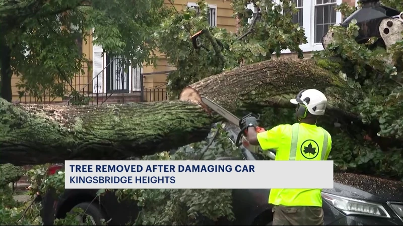 Story image: Tree removed, cleanup completed after part of Claflin Avenue blocked off due to storm damage in Kingsbridge Heights