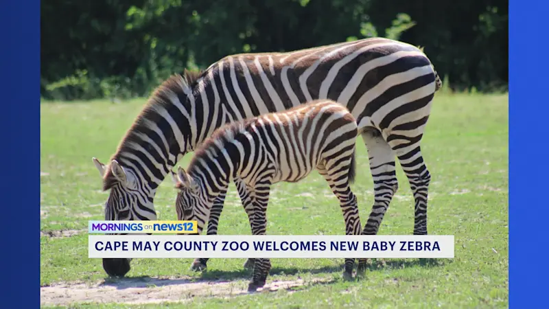 Story image: It's a girl! Baby zebra born at Cape May County Zoo